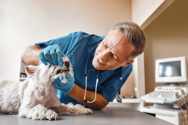 Best Emergency Dentist for Special Needs Patients in Olympia, WA